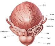 了解诱发前列腺增生的因